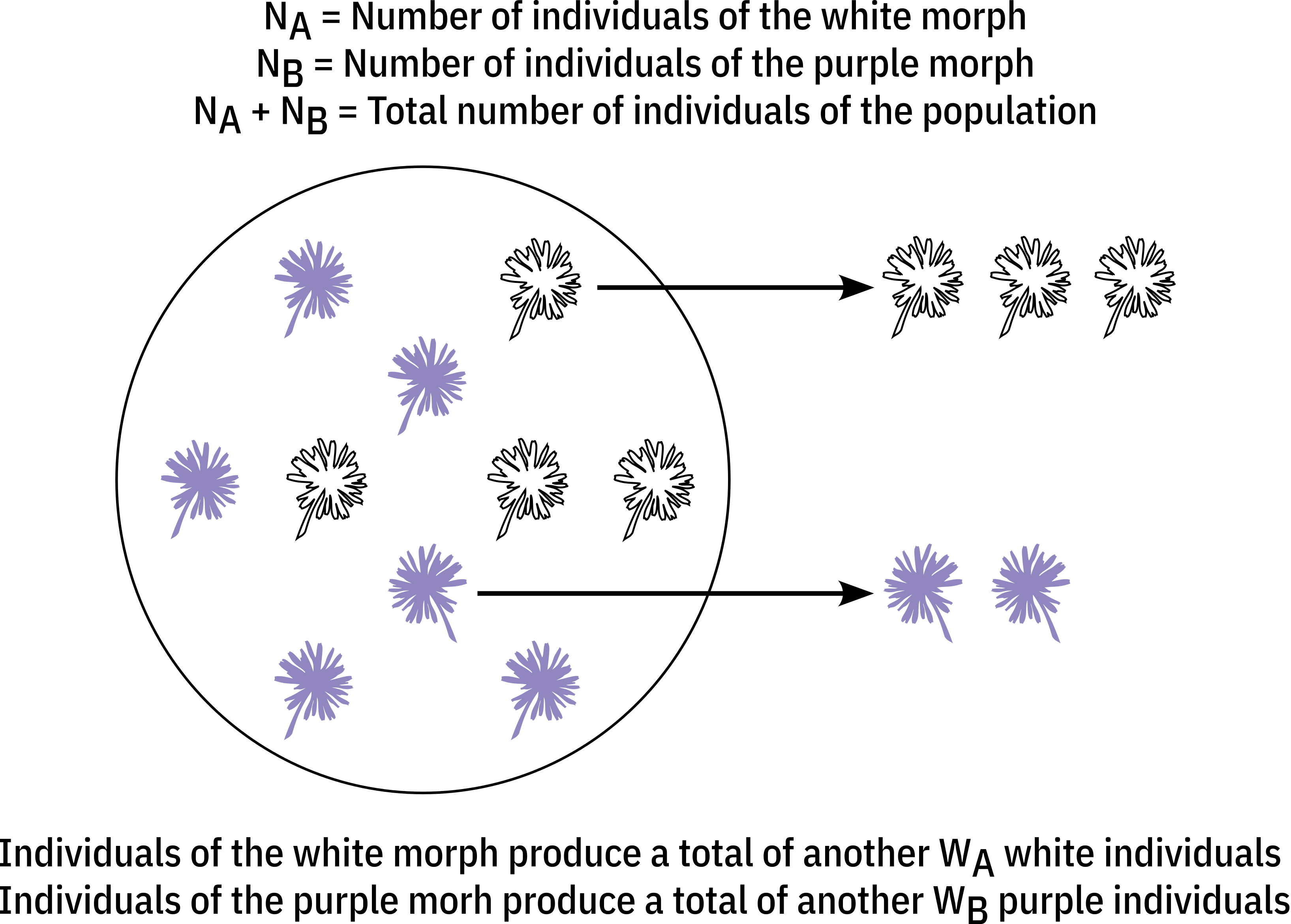 Fig. 1 - Theoretical example showing how the number of individuals of different morphs in a population can change from one generation to the other. For simplicity, in this example we assume that individuals are haploid and that two alleles, A and B, determine the white and purple floral morphs, respectively.