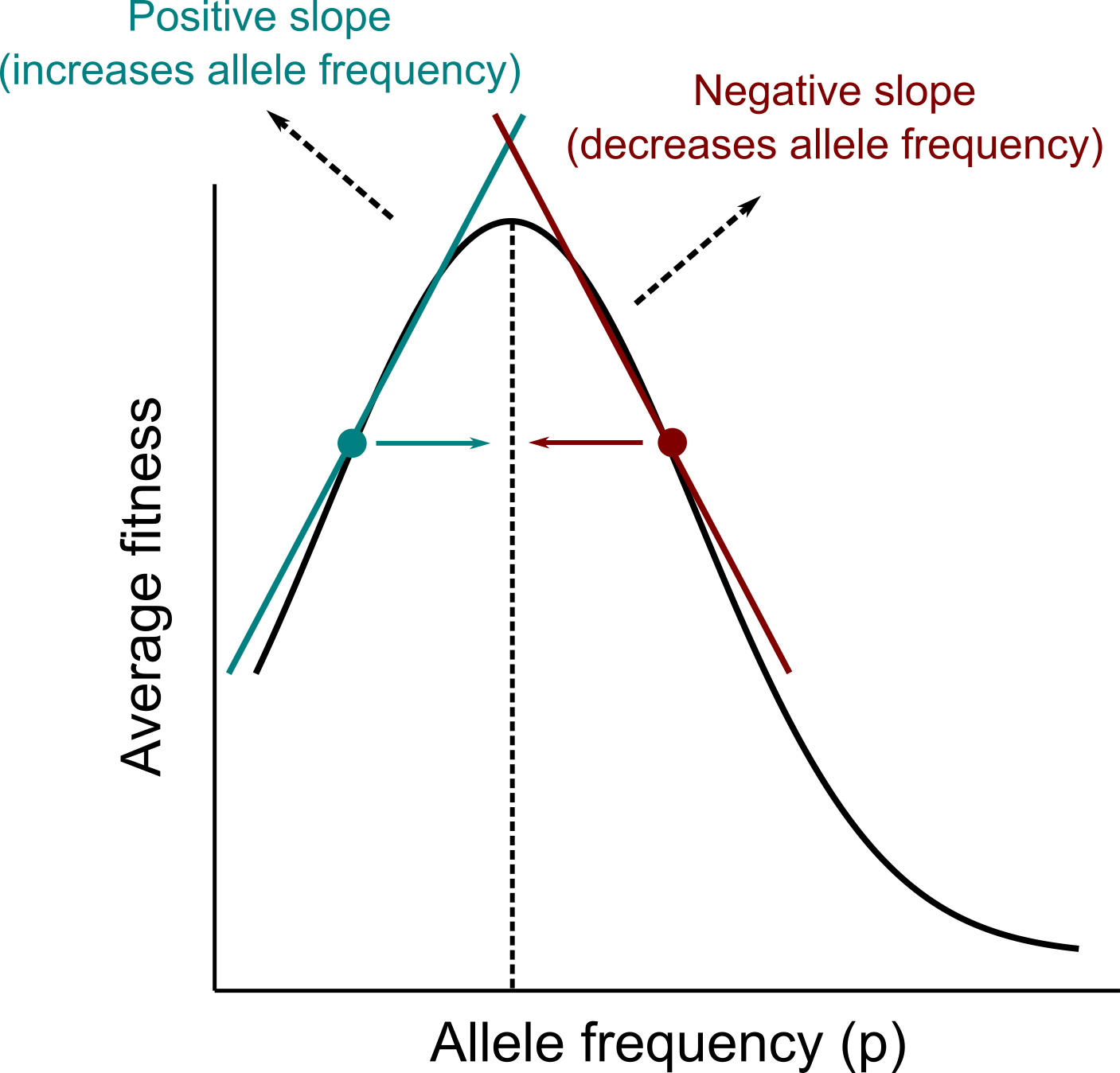 Fig. 2 - Hypothetical example of the relationship between the average fitness of a population and the frequency of an allele (p). The dashed line represents the point at which the slope (the derivative) is equal to 0. In the points to the left of the dashed line, the slope is positive, and selection favors an increase in the frequency of the allele. In contrast, the slope is negative in the points to the right of the dashed line and selection favors a decrease in the frequency of the allele. Importantly, across all points selection will drive the frequencies of the allele in the direction at which the average fitness of the population increases.